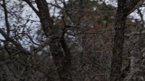 El Operativo Estrella Solitaria tiene distintos frentes en Texas contra inmigrantes.