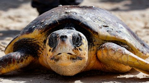 FOTO: Tortuga gigante se vuelve famosa tras bloquear por varias horas las vías del tren en Inglaterra