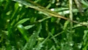 An automated sprinkler waters grass in front of homes in Alhambra, California on April 27, 2022, a day after Southern California delared a water shortage emergency with unprecedented new restrictions on outdoor watering for millions of people living in Los Angeles, San Bernardino and Ventura counties. - Southern California's Metropolitan water district will allow for outdoor watering tp just one day per week effective June 1st. (Photo by Frederic J. BROWN / AFP) (Photo by FREDERIC J. BROWN/AFP via Getty Images)