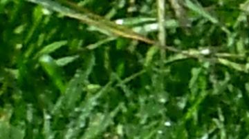 An automated sprinkler waters grass in front of homes in Alhambra, California on April 27, 2022, a day after Southern California delared a water shortage emergency with unprecedented new restrictions on outdoor watering for millions of people living in Los Angeles, San Bernardino and Ventura counties. - Southern California's Metropolitan water district will allow for outdoor watering tp just one day per week effective June 1st. (Photo by Frederic J. BROWN / AFP) (Photo by FREDERIC J. BROWN/AFP via Getty Images)