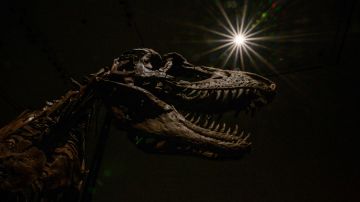 Descubren extraña especie de dinosaurio acorazado en Argentina: el primero de su clase
