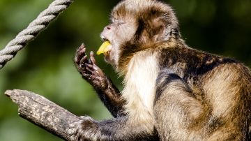 Mono "roba" teléfono, marca al 911 y ocasiona que policía acuda a un zoo en California