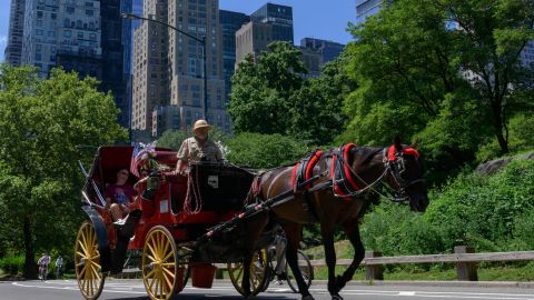 VIDEO: Caballo de carruaje colapsa en NYC de forma dramática ante altas temperaturas