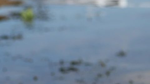 La muerte masiva de peces en el río Oder es una "señal de alarma para toda Europa"