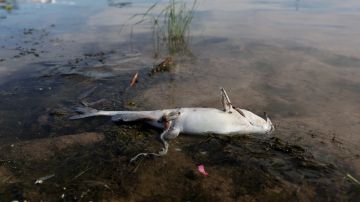 La muerte masiva de peces en el río Oder es una "señal de alarma para toda Europa"