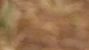 Los jóvenes dieron positivos durante su estancia en la Dominican Summer League.