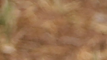 Los jóvenes dieron positivos durante su estancia en la Dominican Summer League.