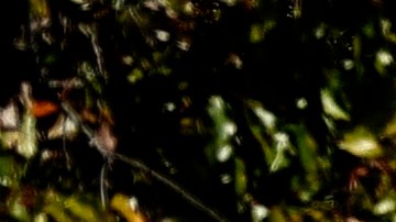 Meta