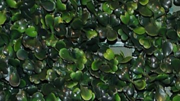 Lele Pons y Guaynaa se comprometen y llaman a la influencer manipuladora