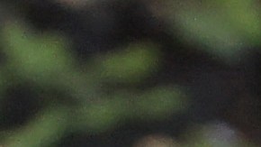 Mujer muere en feroz ataque de caimán en Carolina del Sur