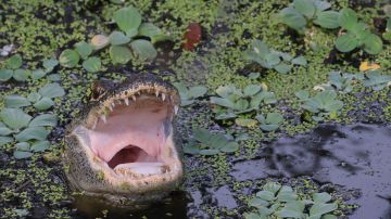Mujer muere en feroz ataque de caimán en Carolina del Sur