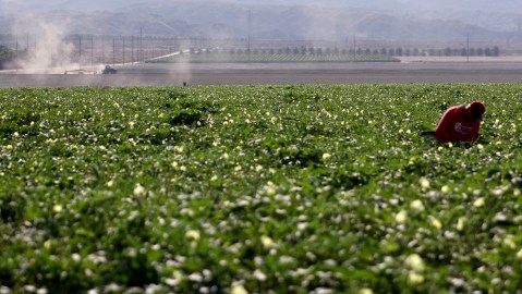Los campesinos de California luchan para mantener UFW, el sindicato que los defiende.