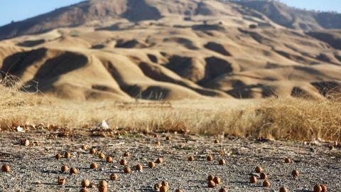 BAKERSFIELD, CALIFORNIA - AUGUST 26: Tangerines rest in the dirt in front of dry vegetation on farmland amid ongoing drought on August 26, 2022 near Bakersfield, California. California is experiencing a third consecutive year of drought in the West. According to the U.S. Drought Monitor, more than 97 percent of the state of California's land area is in at least severe drought status. (Photo by Mario Tama/Getty Images)