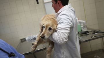 Alertan que virus canino no identificado mató a decenas de mascotas en Michigan
