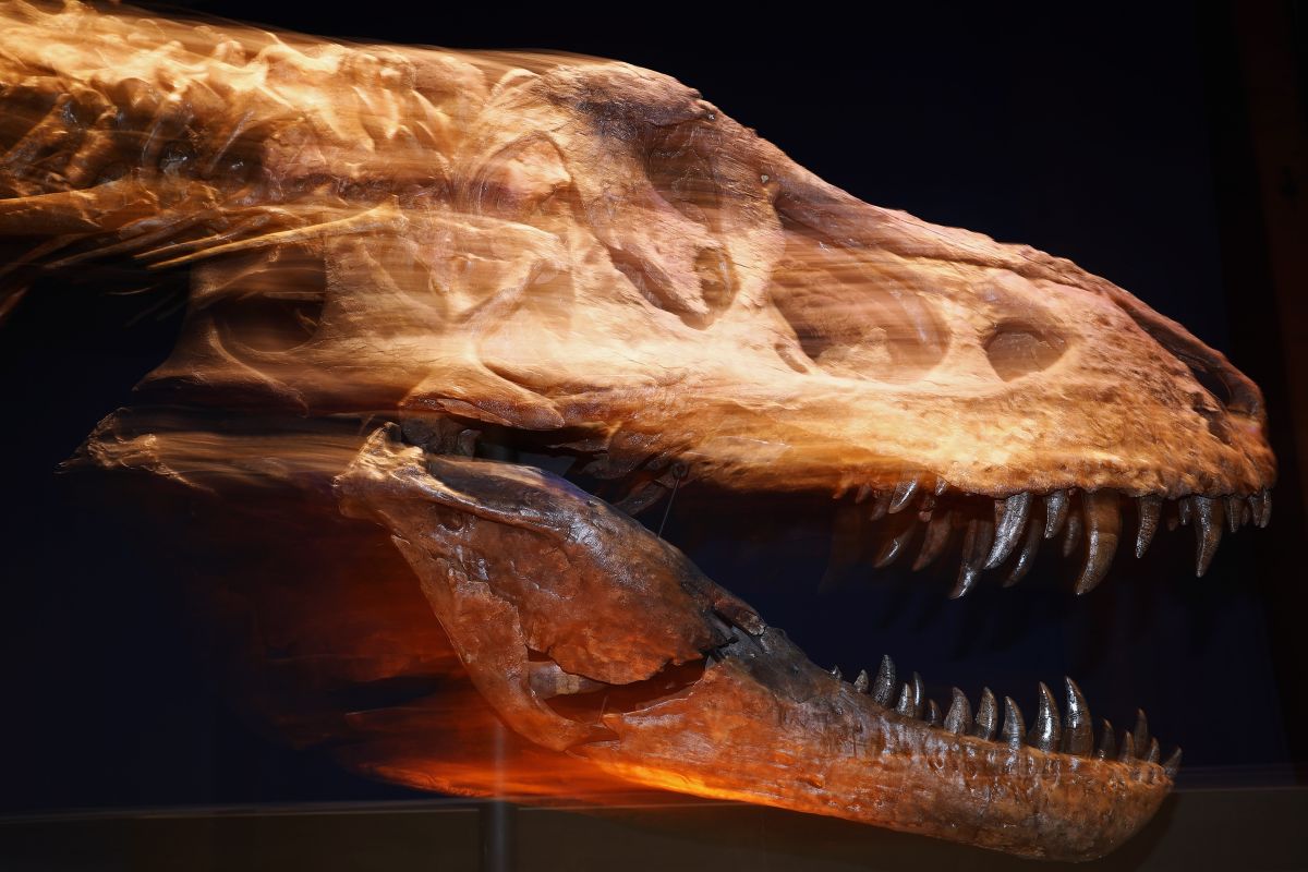 Sue fue el primer esqueleto de T.rex que se descubrió con una espoleta.