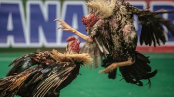 Tras redada en peleas de gallos en California; autoridades sacrificaron a 150 aves