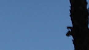 LOS ANGELES, CA - JANUARY 24: Lisa Rogers, a homeless woman, carries her tent as she relocates her camp on January 24, 2017 in Los Angeles, California. According to a 2016 report by the U.S. Department of Housing and Urban Development, Los Angeles has the highest number of homeless people in the nation with close to 13,000 living on the streets. The annual Greater Los Angeles Homeless Count begins today and will continue through Thursday. (Photo by Justin Sullivan/Getty Images)