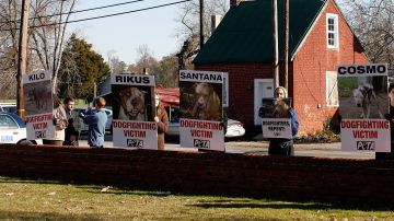 Los manifestantes sostienen carteles fuera del Tribunal de Circuito del Condado de Surry, donde suspendieron al mariscal de campo de los Atlanta Falcons, Michael Vick, después de declararse culpable de dos delitos graves relacionados con peleas de perros el 25 de noviembre de 2008 en Sussex, Virginia.