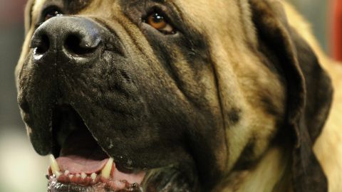 Perro ataca y mutila salvajemente a un niño de 4 años que jugaba en la casa de un amigo en Reino Unido