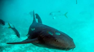 Tiburones atacan a niño de 8 años durante vacaciones en Bahamas y su hermana de 12 lo salva milagrosamente