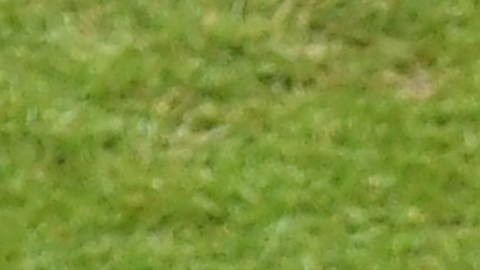 Chicharito
