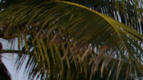 Hombre de Florida asesina a su novia cuando intentaba dispararle a la expareja de la víctima