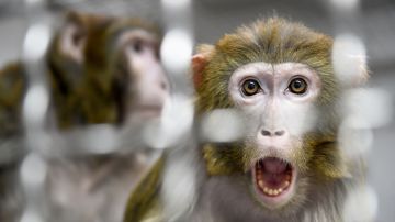Intruso que ingresó en la jaula de los monos de un zoológico para recoger monedas, quedó expuesto a un herpes mortal