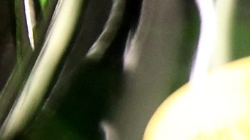 Japón, la tercera economía más grande del mundo, ve minimizados sus ingresos porque sus jóvenes no beben alcohol