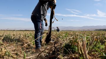 La actual sequía cobra un precio alto y obliga a los agricultores estadounidenses a matar sus cultivos