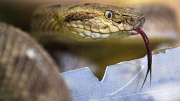 Niña de 2 años mató a una serpiente de una mordida, fue atacada primero por el reptil