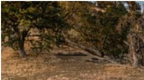 Con esta distinción, el Nissan Maxima 2022 recibe otro reconocimiento más