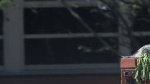 No te mudes a Texas Aparecen misteriosos espectaculares en varias ciudades de California.