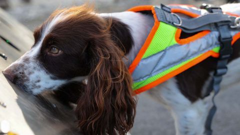 El perro resulta un inseparable amigo