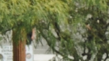 Policías de Los Ángeles suelen coleccionar fotos gráficas de celebridades muertas y otras víctimas de alto perfil como Kobe Bryant