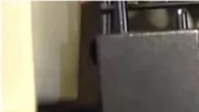 Organizaciones benéficas tienen la misión de reubicar a los perros rescatados.