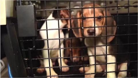 Organizaciones benéficas tienen la misión de reubicar a los perros rescatados.