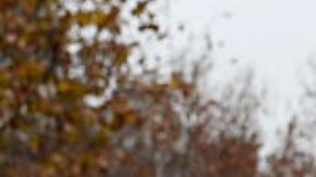 Se disfraza de oso para pedirle matrimonio a su novia policía