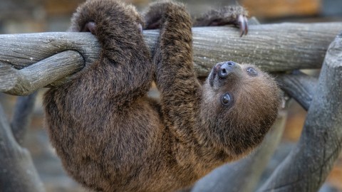 Foto: San Diego Zoo