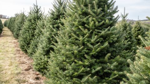 imagen de una granja de árboles de navidad.