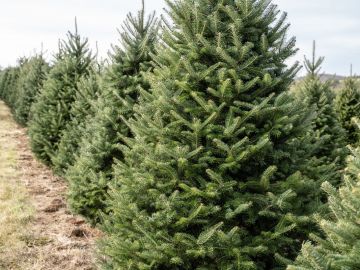 imagen de una granja de árboles de navidad.