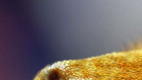El mundo de los reptiles es fascinante