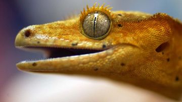 El mundo de los reptiles es fascinante
