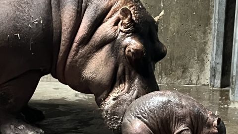 Hipopótamo Zoológico de Cincinnati