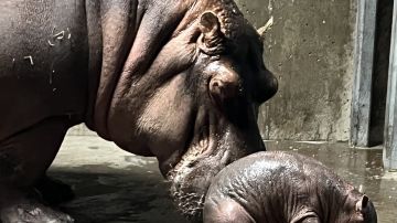 Hipopótamo Zoológico de Cincinnati