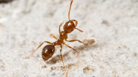 Hormiga
