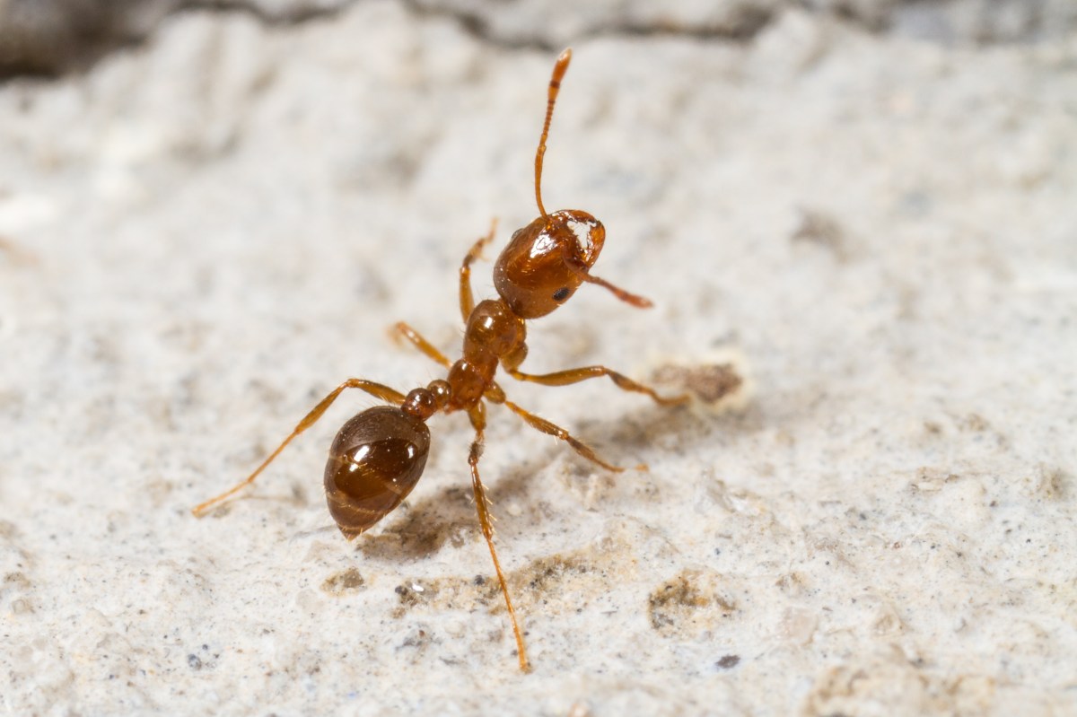 papel de las hormigas