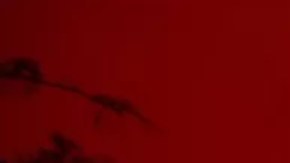 El cambio climático es un factor clave en el aumento de los incendios.