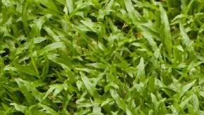 Una caja de una docena de donas glaseadas de la marca Krispy Kreme.