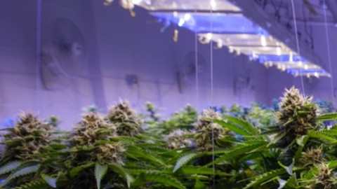 marihuana