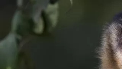 En Brasil se han registrado ataques contra monos.